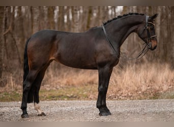 Hannoveriano, Yegua, 9 años, 175 cm, Castaño oscuro