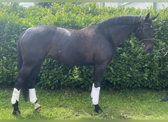 Hannoveriano, Yegua, 9 años, 180 cm, Castaño oscuro