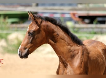 Hannoveriano, Yegua, Potro (05/2025), 168 cm, Castaño Hannoveriano, Yegua, Potro (05/2025), 168 cm, Castaño