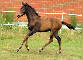 Hannoveriano, Yegua, Potro (04/2026), 168 cm, Castaño oscuro