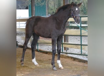Hannoveriano, Yegua, Potro (06/2025), 169 cm, Alazán-tostado