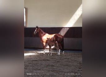 Hannoveriano, Yegua, , 170 cm, Alazán-tostado