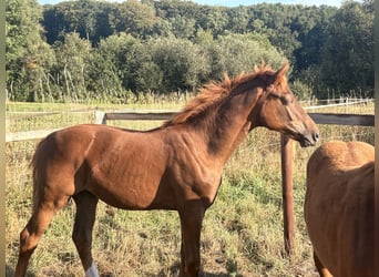 Hannoveriano, Yegua, Potro (01/2026), 170 cm, Alazán-tostado