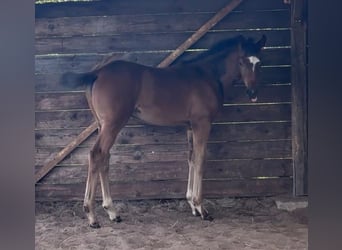 Hannoveriano, Yegua, Potro (05/2026), 170 cm, Castaño oscuro
