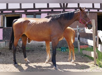 Hannoveriano, Yegua, Potro (03/2025), 173 cm, Alazán