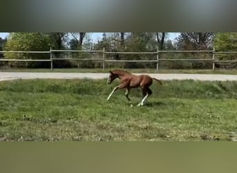 Hannoveriano, Yegua, Potro (01/2026), Alazán-tostado