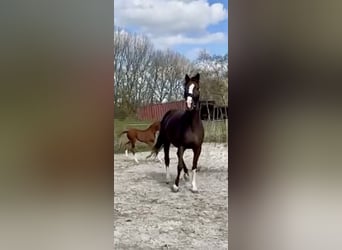 Hannoveriano, Yegua, Potro (01/2026), Alazán-tostado