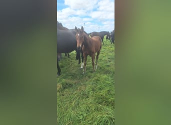 Hannoveriano, Yegua, Potro (04/2025)