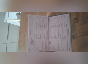 Hannoveriano, Yegua, Potro (04/2025)