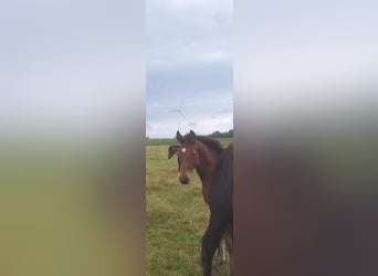 Hannoveriano, Yegua, Potro (04/2025)