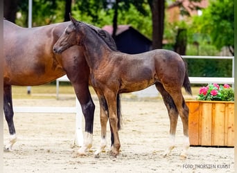 Hannoveriano, Yegua, Potro (06/2026), Castaño oscuro