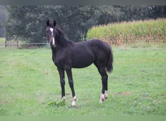 Hannoveriano, Yegua, Potro (03/2026), Negro