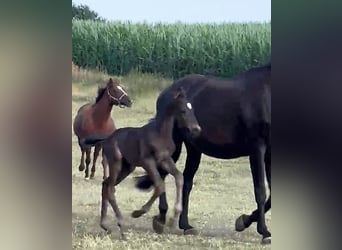 Hannoveriano, Yegua, Potro (07/2026), Negro