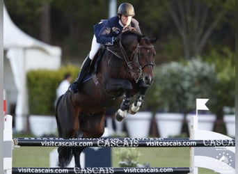 Hanoverian, Stallion, Embryo