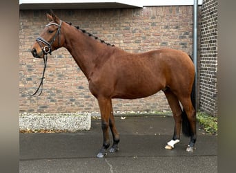 Hanoverian, Gelding, 10 years, 15.2 hh, Brown