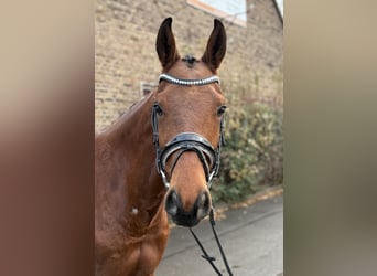 Hanoverian, Gelding, 10 years, 15.2 hh, Brown