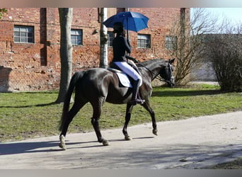 Hanoverian, Gelding, 10 years, 15.3 hh, Black