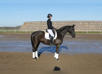 Hanoverian, Gelding, 10 years, 15.3 hh, Black