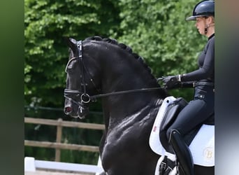 Hanoverian, Gelding, 10 years, 15,2 hh, Black