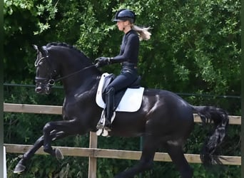Hanoverian, Gelding, 10 years, 15,2 hh, Black