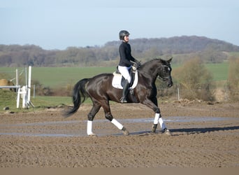 Hanoverian, Gelding, 10 years, 15,3 hh, Black