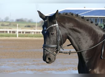 Hanoverian, Gelding, 10 years, 15,3 hh, Black