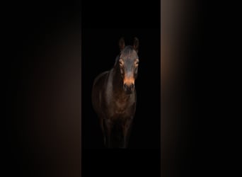 Hanoverian, Gelding, 10 years, 16.1 hh, Bay-Dark