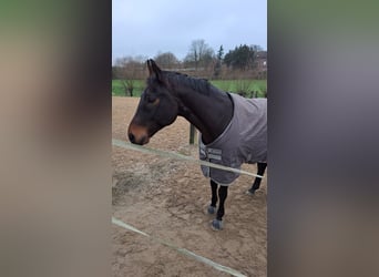 Hanoverian, Gelding, 10 years, 16.1 hh, Bay-Dark