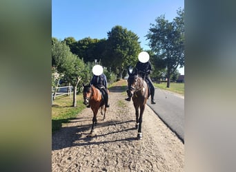 Hanoverian, Gelding, 10 years, 16.1 hh, Bay-Dark