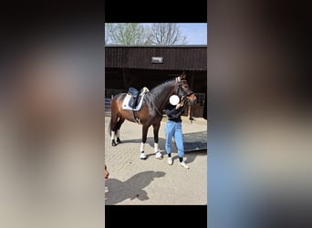 Hanoverian, Gelding, 10 years, 16.1 hh, Bay-Dark