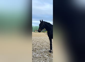 Hanoverian, Gelding, 10 years, 16.1 hh, Bay-Dark