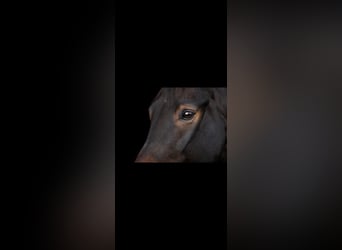 Hanoverian, Gelding, 10 years, 16.1 hh, Bay-Dark