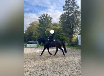 Hanoverian, Gelding, 10 years, 16.1 hh, Bay-Dark