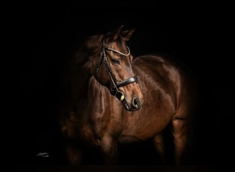 Hanoverian, Gelding, 10 years, 16.1 hh, Bay-Dark