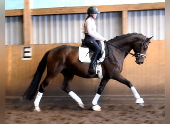Hanoverian, Gelding, 10 years, 16.1 hh, Brown