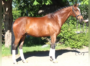 Hanoverian, Gelding, 10 years, 16.1 hh, Brown