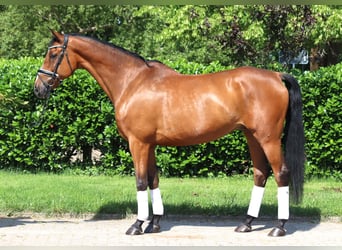 Hanoverian, Gelding, 10 years, 16.1 hh, Brown