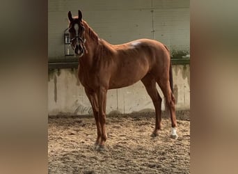 Hanoverian, Gelding, 10 years, 16.1 hh, Chestnut-Red