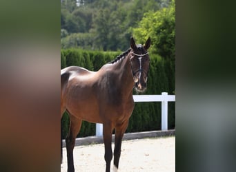 Hanoverian, Gelding, 10 years, 16,2 hh, Bay-Dark