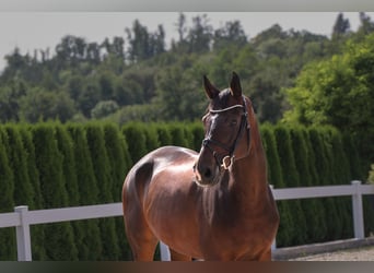 Hanoverian, Gelding, 10 years, 16,2 hh, Bay-Dark