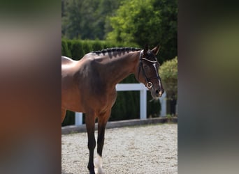 Hanoverian, Gelding, 10 years, 16,2 hh, Bay-Dark