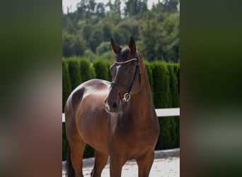 Hanoverian, Gelding, 10 years, 16,2 hh, Bay-Dark