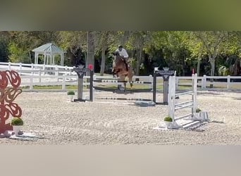 Hanoverian, Gelding, 10 years, 16,2 hh, Bay