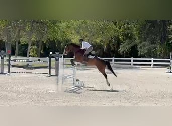 Hanoverian, Gelding, 10 years, 16,2 hh, Bay