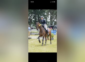 Hanoverian, Gelding, 10 years, 16.2 hh, Brown