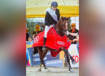 Hanoverian, Gelding, 10 years, 16.2 hh, Brown