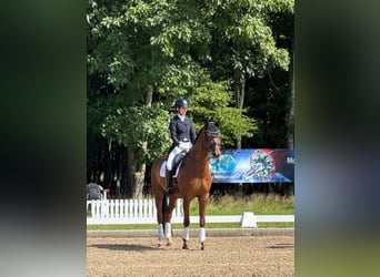 Hanoverian, Gelding, 10 years, 16.2 hh, Chestnut