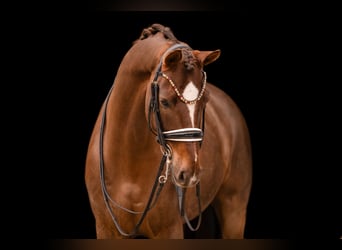 Hanoverian, Gelding, 10 years, 16.2 hh, Chestnut