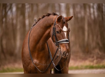 Hanoverian, Gelding, 10 years, 16.2 hh, Chestnut