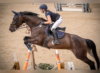 Hanoverian, Gelding, 10 years, 16.3 hh, Bay-Dark